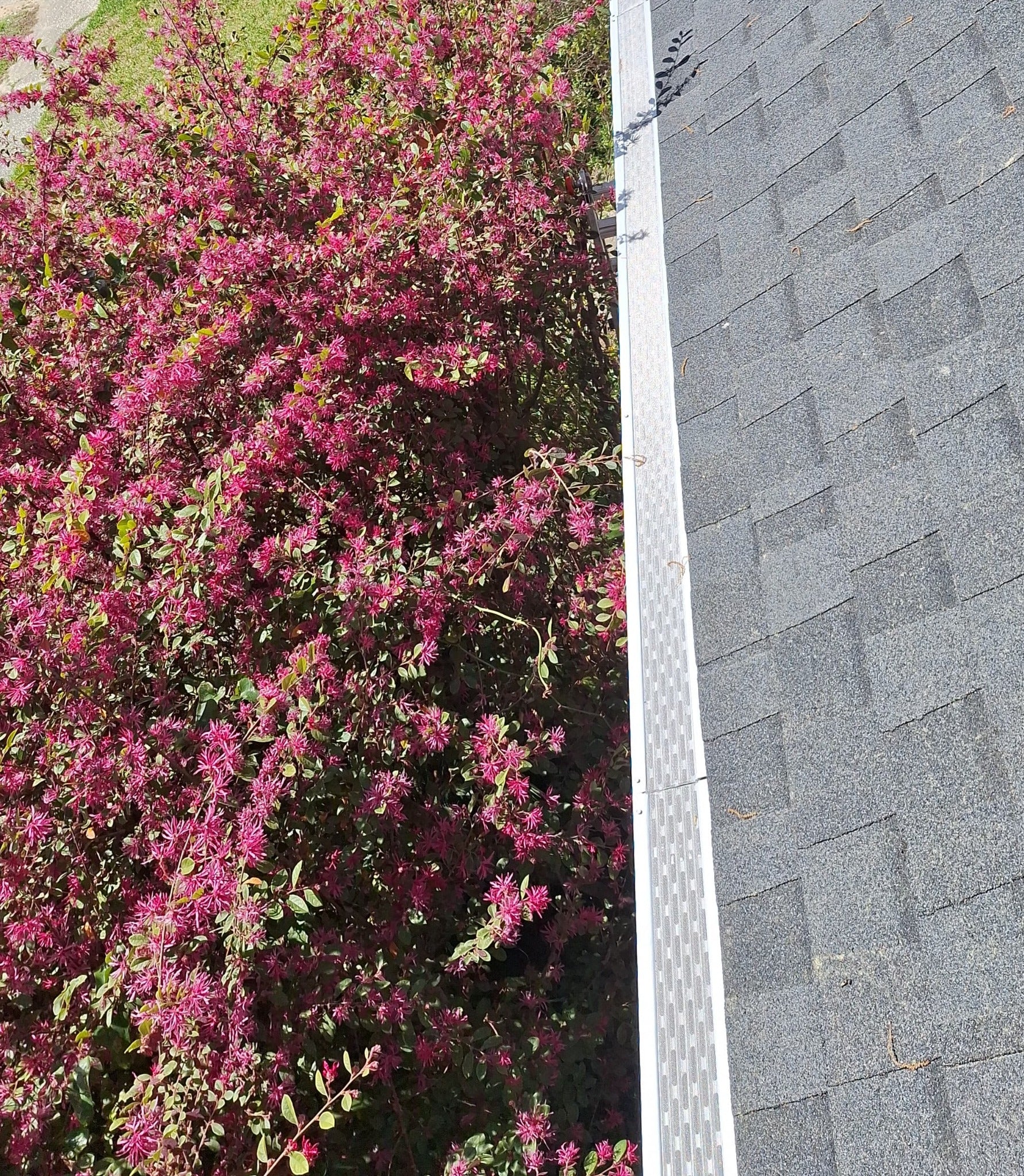 Architectural White gutter guard cover installation beside flowering shrub